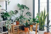 penggunaan-tanaman-hias-dalam-ruangan_ba46724f2.jpg