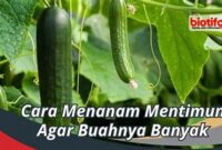 tips-sukses-menanam-herbal-kecil_ad2d98525.jpg