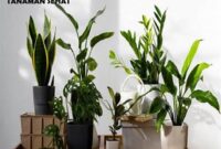 tanaman-rumah-sehat-penyaring-udara_59681f07d.jpg