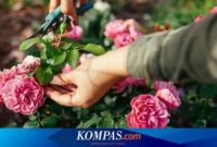 waktu-tepat-memangkas-bunga_622d5bc9f.jpg